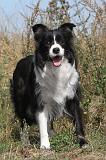 BORDER COLLIE 027